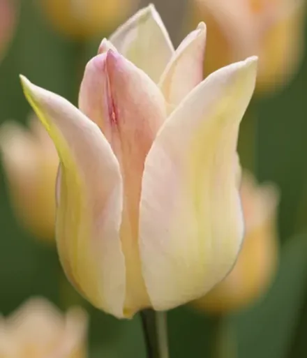 Elegant Lady Tulipa / Тюльпан Елегант Леді