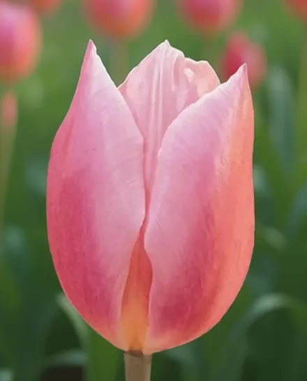 Early Glory Tulipa / Тюльпан Ерлі Глорі