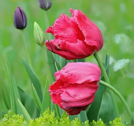 Erna Lindgreen Tulipa / Тюльпан Ерна Ліндгрін