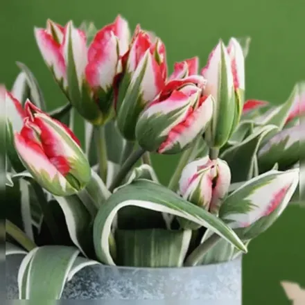 Esperanto Tulipa / Тюльпан Есперанто