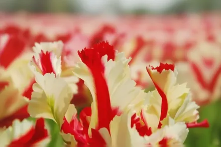 Estella Rijnveld Tulipa / Тюльпан Естелла Рейнвелд