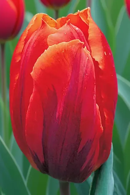 Фаєр Квін Тюльпан / Tulipa Fire Queen