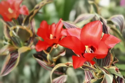 Фаєр оф Лав Тюльпан / Tulipa Fire of Love