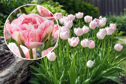 Тюльпан Фінола / Tulipa Finola