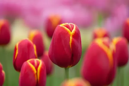 Флайнг Драгон Тюльпан / Tulipa Flying Dragon