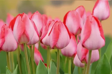 Gander’s Rhapsody Tulipa / Тюльпан Гендерс Рапсоді