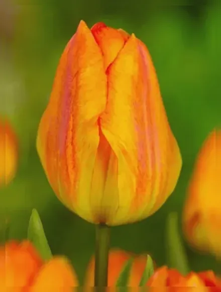 Generaal De Wet Tulipa / Тюльпан Генерал де Вет