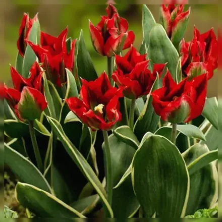 Голлівуд Стар Тюльпан / Tulipa Hollywood Star