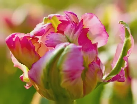 Green Wave Tulipa / Тюльпан Грін Вейв