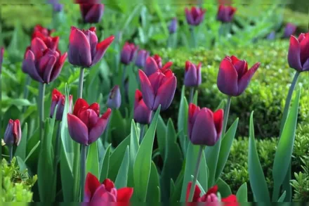 Greuze Tulipa / Тюльпан Грьоз