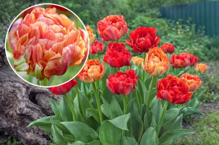 Gudoshnik Double Tulipa / Тюльпан Гудошник Дабл