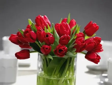 Ile de France Tulipa / Тюльпан Іль де Франс