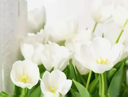 Inzell Tulipa / Тюльпан Інцелл