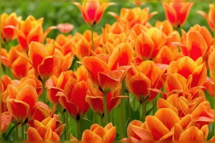 Каліпсо Тюльпан / Tulipa Calypso