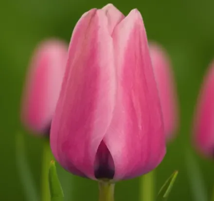 Капрі Тюльпан / Tulipa Capri