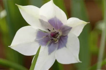 Альба Керулеа Окулата Тюльпан карликовий / Tulipa humilis Alba Coerulea Oculata