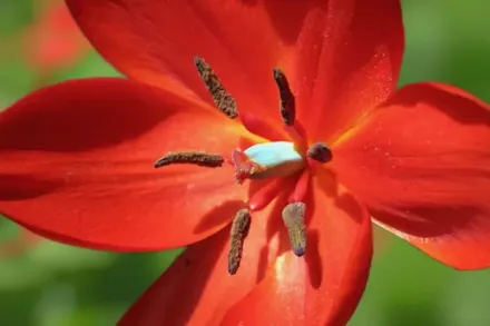 Тюльпан карликовий Фузільє / Tulipa praestans Fusilier