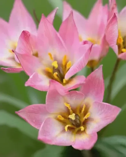 Тюльпан карликовий / Tulipa aucheriana