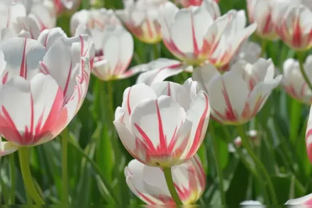 Карнавал де Ріо Тюльпан / Tulipa Carnaval de Rio