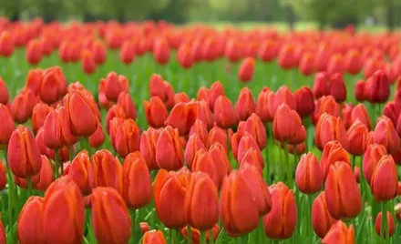 Кассіні Тюльпан / Tulipa Cassini