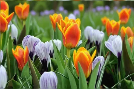 Кейп Код Тюльпан / Tulipa Cape Cod