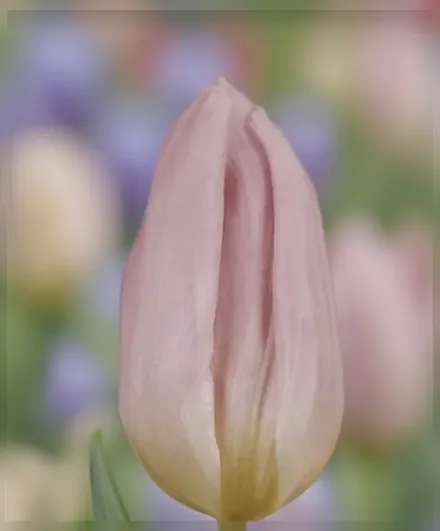 Кенді Прінс Тюльпан / Tulipa Candy Prince