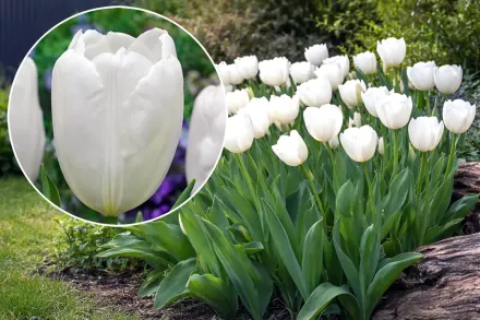 Хакун Тюльпан / Tulipa Hakuun