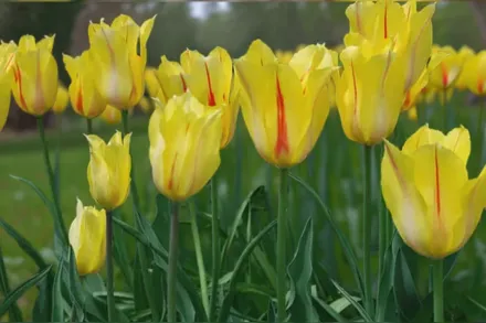 Хокус Покус Тюльпан / Tulipa Hocus Pocus