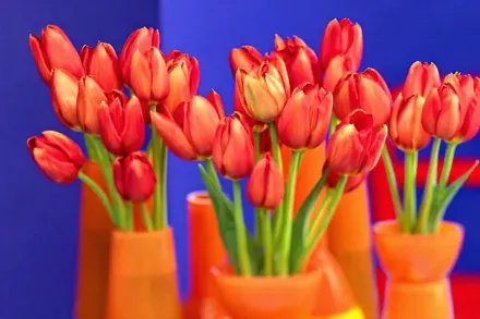 Кінгсблад Тюльпан / Tulipa Kingsblood