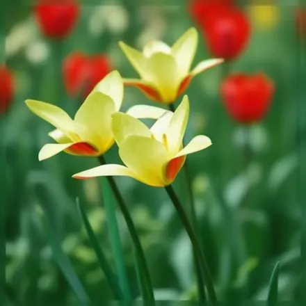 Тубергенс Джем Тюльпан Клюзіуса хризанта / Tulipa clusiana chrysantha Tubergen’s Gem
