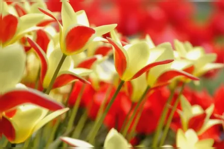 Тюльпан Клузіана Хризанта / Tulipa clusiana var. chrysantha