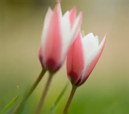 Peppermint Stick Tulipa clusiana / Тюльпан Клузіуса Пеппермінт Стік