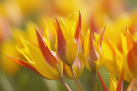 Тюльпан Колпаковскіана / Tulipa kolpakowskiana