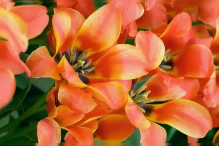 Компостелла Тюльпан / Tulipa Compostella