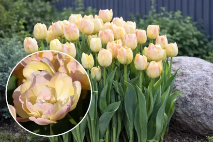 Тюльпан Крем Апстар