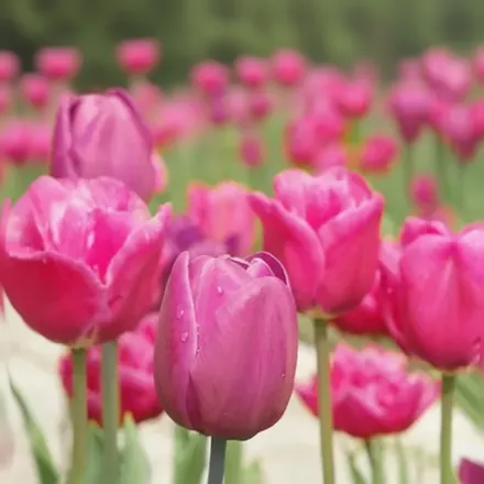 Крістмас Марвел Тюльпан / Tulipa Christmas Marvel