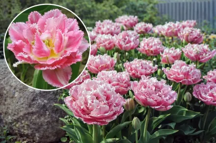 Кул Кристал Тюльпан / Tulipa Cool Crystal