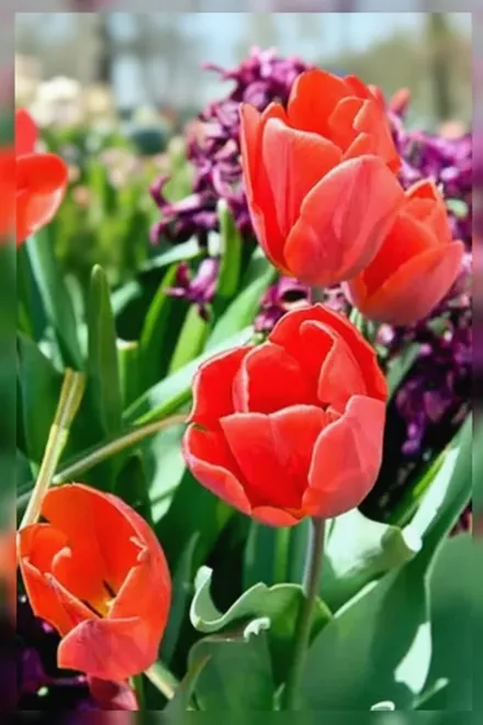 Кулер Кардинал Тюльпан / Tulipa Couleur Cardinal