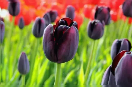 Квін Оф Найт Тюльпан / Tulipa Queen Of Night