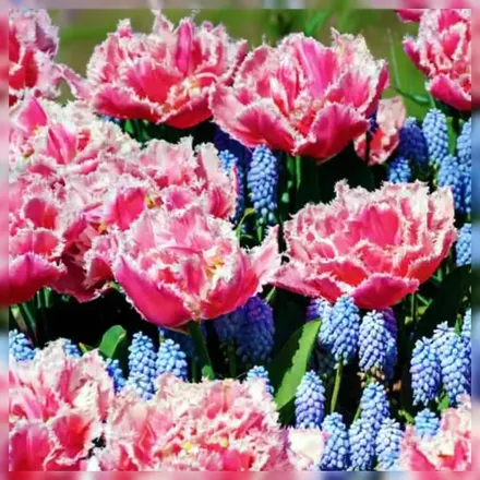 Квінсленд Тюльпан / Tulipa Queensland