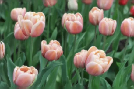 Тюльпан Ла Бель Епок / Tulipa La Belle Epoque