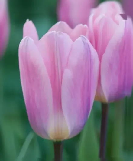 Лайт Енд Дрімі Тюльпан / Tulipa Light And Dreamy