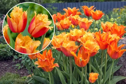 Ламбада Тюльпан / Tulipa Lambada