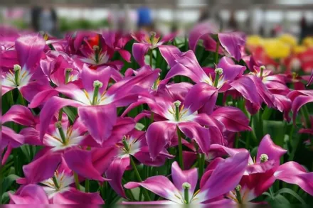 Лілак Тайм Тюльпан / Tulipa Lilac Time