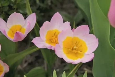Лілак Вандер Тюльпан / Tulipa saxatilis Lilac Wonder