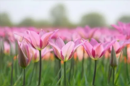 Ліліроза Тюльпан / Tulipa Lilyrosa