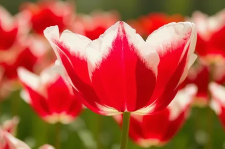 Лін Ван Дер Марк Тюльпан / Tulipa Leen Van Der Mark