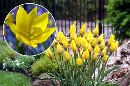 Тюльпан лісовий / Tulipa sylvestris