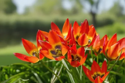 Літл Принцес Тюльпан / Tulipa Little Princess