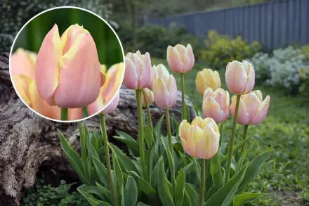 Тюльпан Манго Шарм